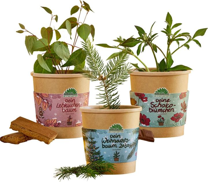 Die Stadtgärtner 3er-Anzucht-Set: Schokoblume, Lebkuchenbaum & Fichte