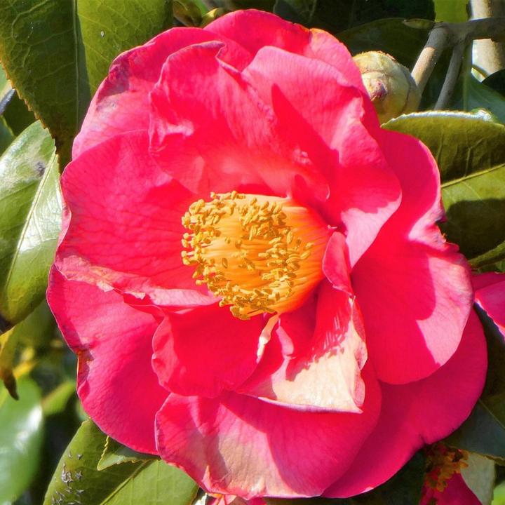 Actual product image Plant in a Box Camellia japonica Lady Campbell - set of 2 camellias (60 cm)