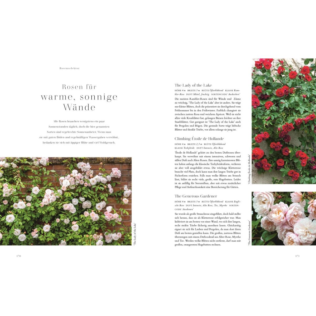 Thumbnail - Rosen, Ratgeber von Michael Marriott, Reinhard Ferstl