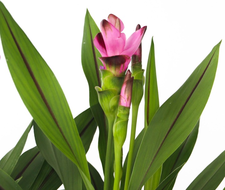 Actual product image Plant in a Box Curcuma alismatifolia Siam Splash - Set of 2 Turmeric (50 cm)