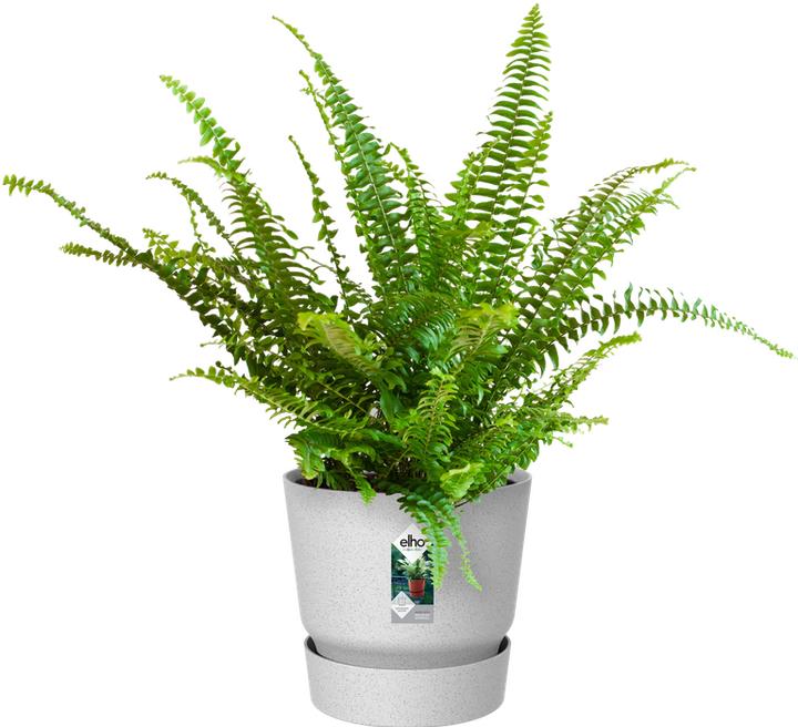 Produktbild Elho Greenville (25 cm)