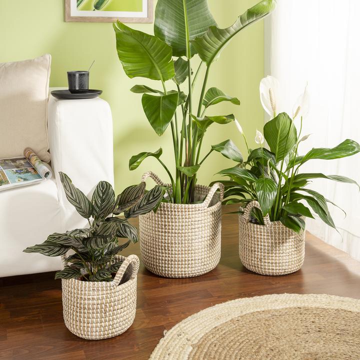 Produktbild Scheurich Seagrass 32 (32 x 30.50 cm)