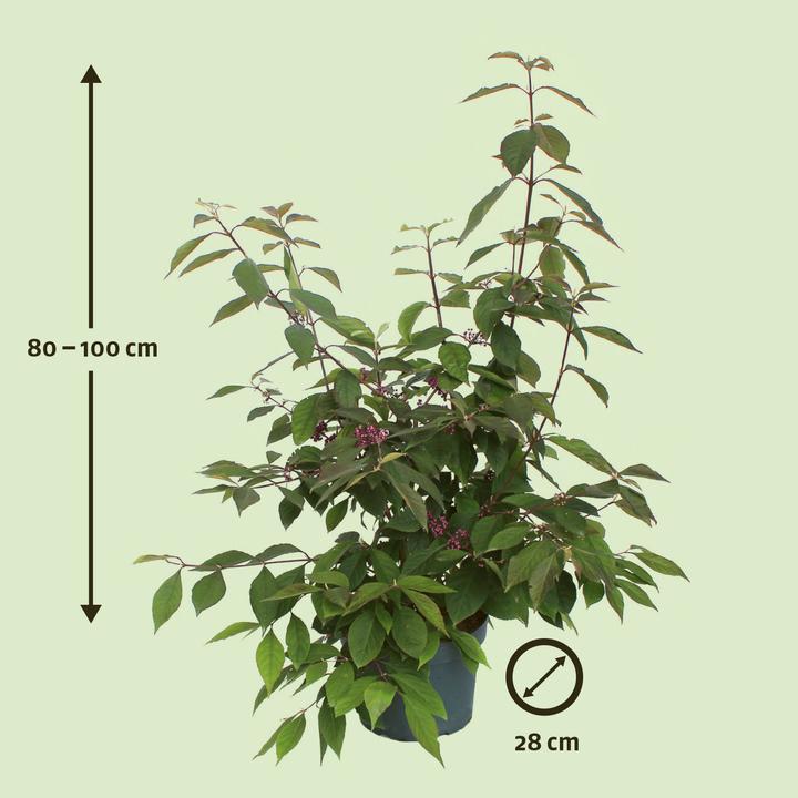 Produktbild Zulauf Schönfrucht / Callicarpa bodinieri 'Profusion' (100 cm)