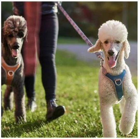 Actual product image Hurtta Venture No-Pull harness (35, 36, 37, 38, 39, 40, Dog, Walks)