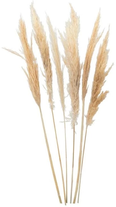 Dekomat Fleurs séchées Herbe de la pampa (Herbe de la pampa)
