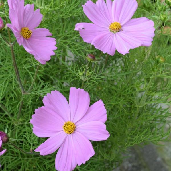 Image du produit Säntispracht Le cosmos, notre hit de l'été à longue floraison - Cosmos bipinnatus 'Sonata Pink (80 cm)