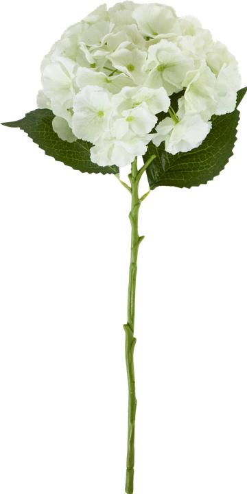 Immagine prodotto House Doctor HDHydrangea (50 cm)