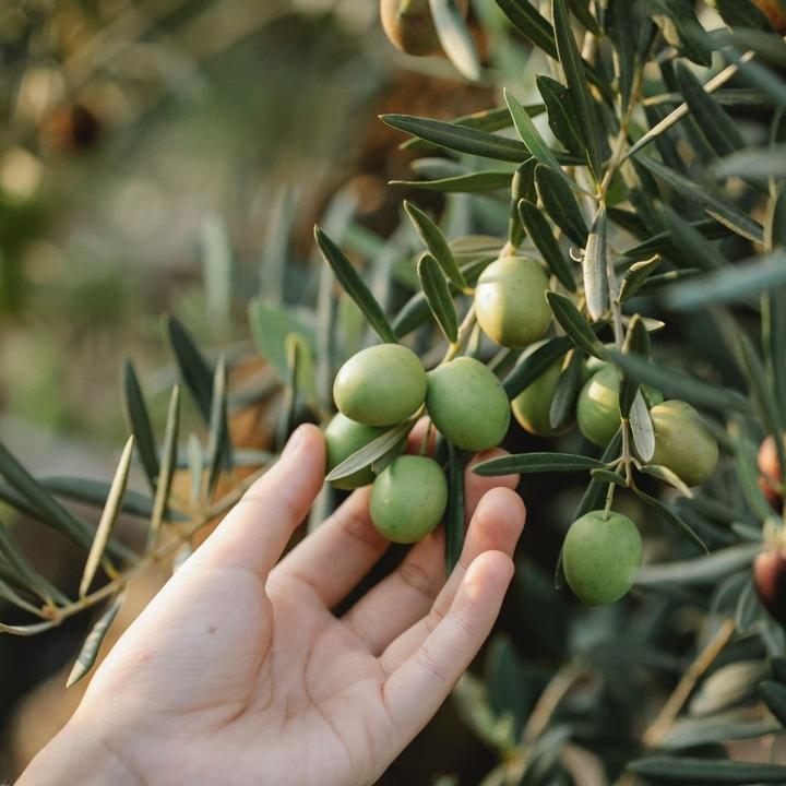 Image du produit Venta del Barón Coffret cadeau huile d'olive extra vierge - 2 x 500 ml (2600 ml)