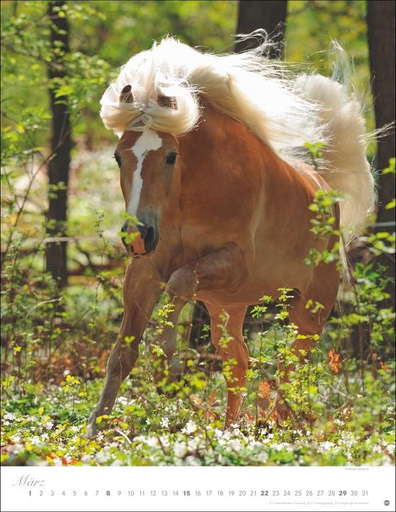 Produktbild Pferde Classics Posterkalender 2026