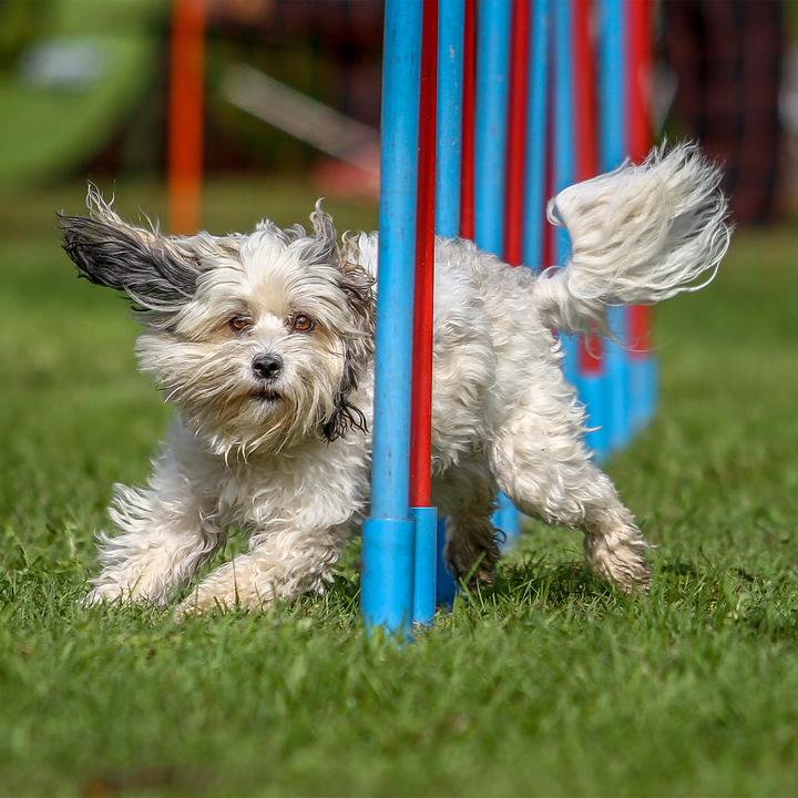 Image du produit Relaxdays Le videur de chiens Agility (Taille unique, Agility)