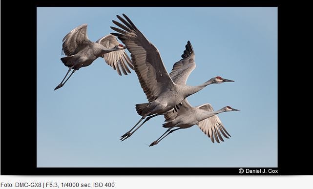 Produktbild Panasonic 100-400mm f/4-6.3 Leica DG Vario-Elmar ASPH. Power O.I.S. (Micro Four Thirds, Micro Four Thirds)