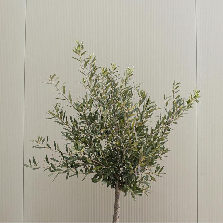 Actual product image Plant in a Box Olea Europaea - Olive tree (100 cm)
