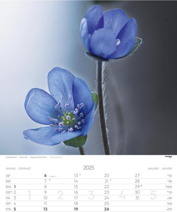 Actual product image Alps Calendar 2025 (German)