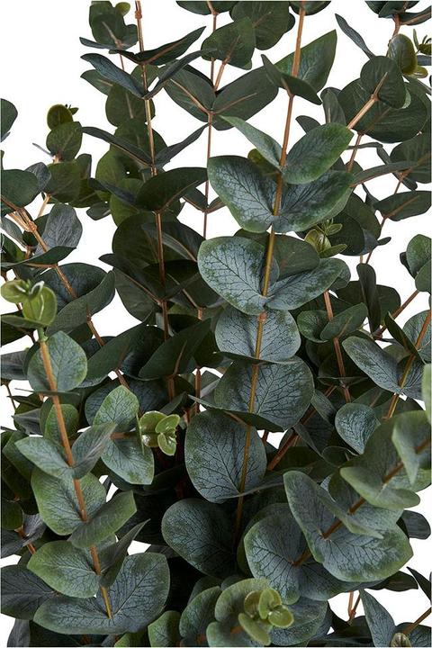 Actual product image House Nordic Eucalyptus (120 cm)
