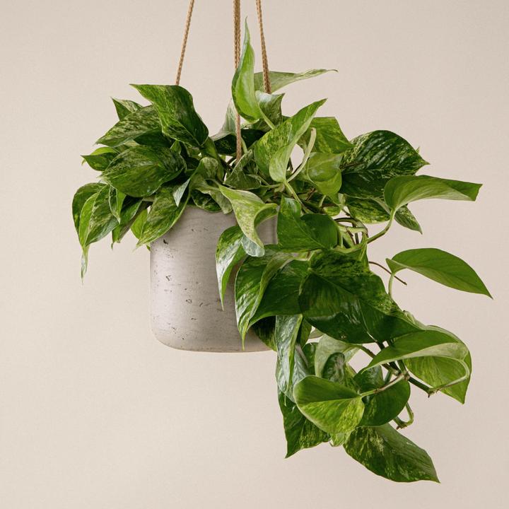 Mary and Plants Efeutute Marble Queen (40 cm)