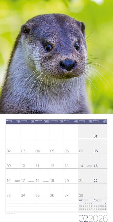 Image du produit Otter Kalender 2026 - 30x30 (30 x 30 cm, Couverture rigide, Allemand, Français, Italien, Anglais)