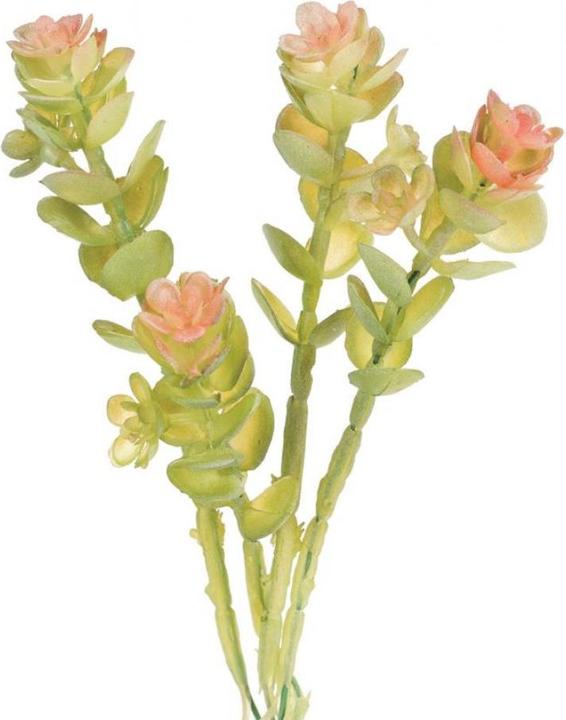 Immagine prodotto Glorex Caryophyllaceae 16cm (16 cm)