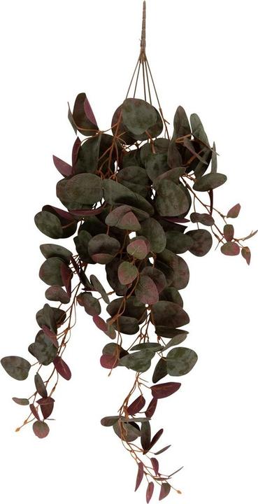 present time Ceropegia suspendu (78.70 cm)