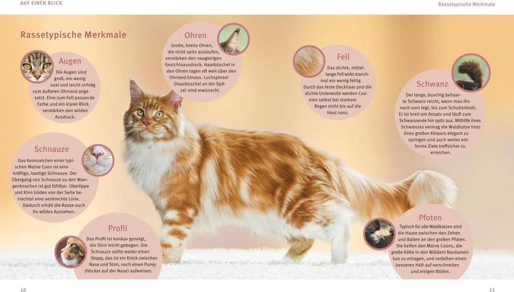 Produktbild Maine Coon (Deutsch, Birgit Kieffer, 2017)