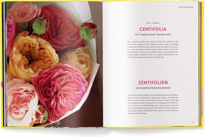 Actual product image Floramour: Roses / Rosen (English, German, Anja Klaffenbach, 2023)