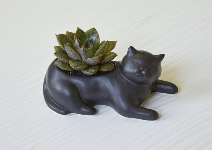Produktbild Kikkerland Cat Planter (14.50 x 6.30 x 6.80 cm)