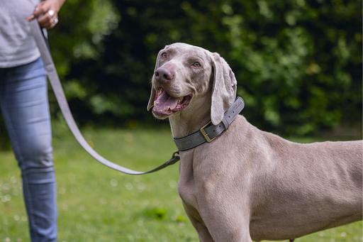 Produktbild Beeztees Bz Balacron Halsband Ax Grau 5 (52, 54, 56, 58, 60, 62, Hund, Hundesport)