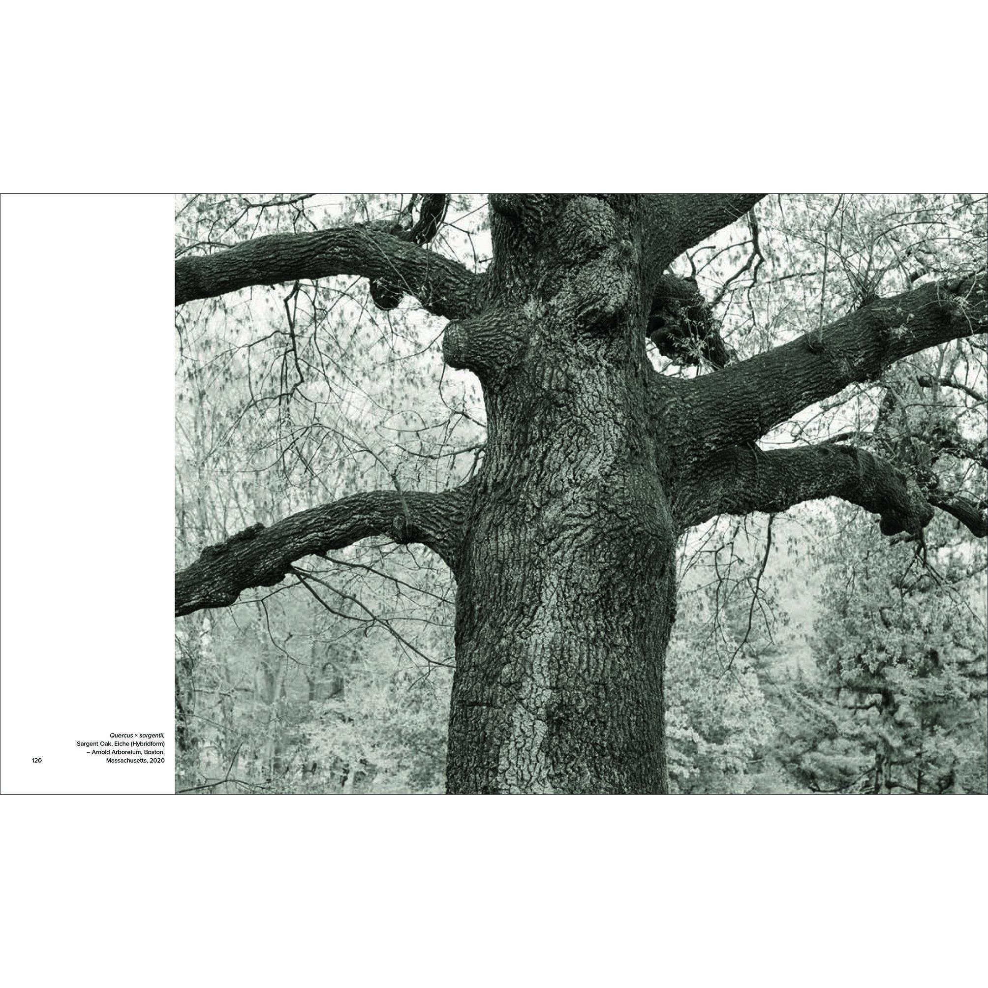 Thumbnail - Olmsted Trees, Sachbücher von Kevin Baker, Tom Avermaete, Mindy Thompson Fullilove