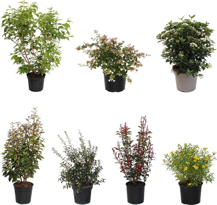 Immagine prodotto Zulauf Heckenset: Immergrün (100 cm)