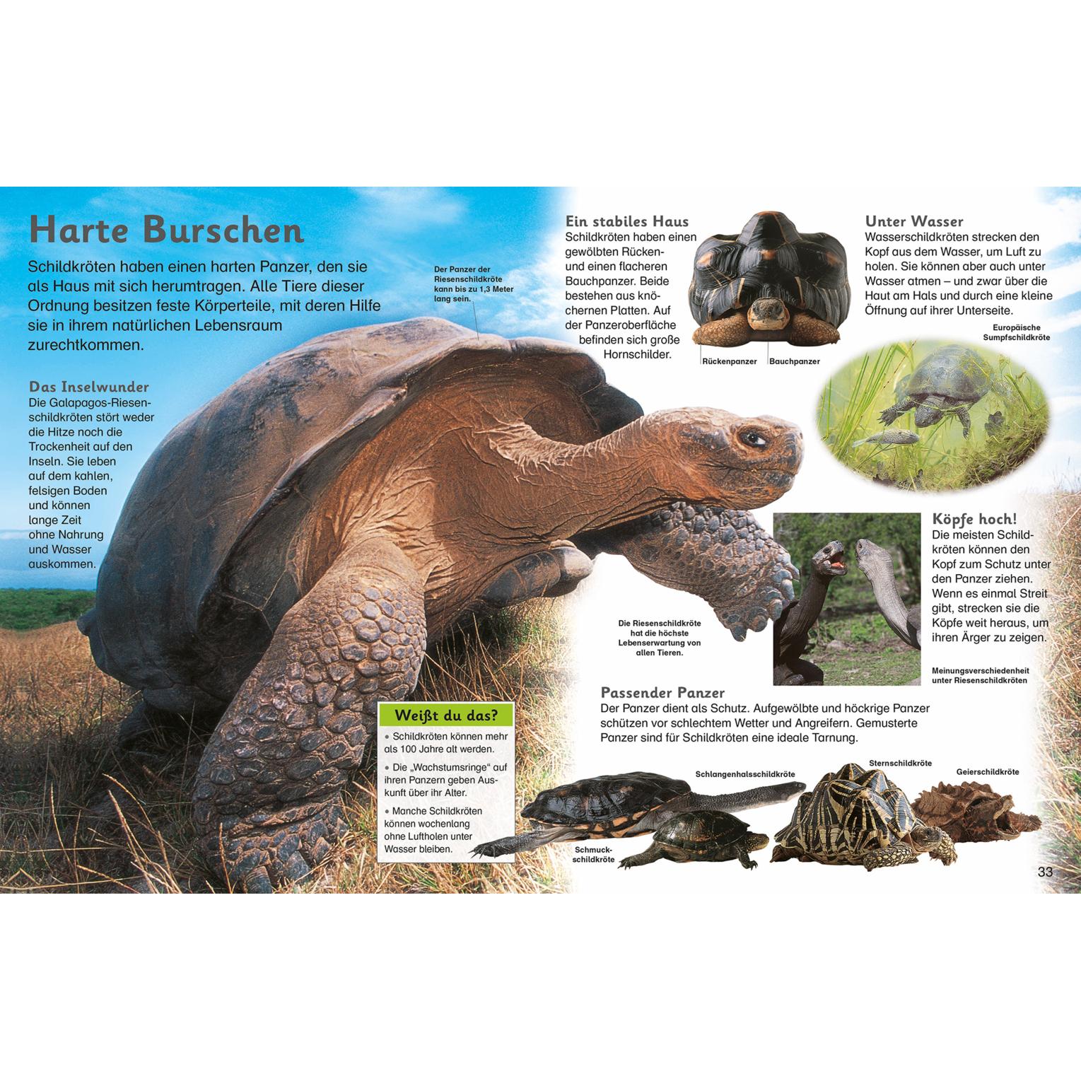 Thumbnail - Reptilien, Kinderbücher von Caroline Stamps