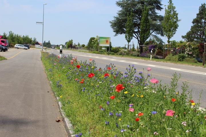 Image du produit Ökohum Bodensee Blütentraum Augenweide (Graines de fleurs)