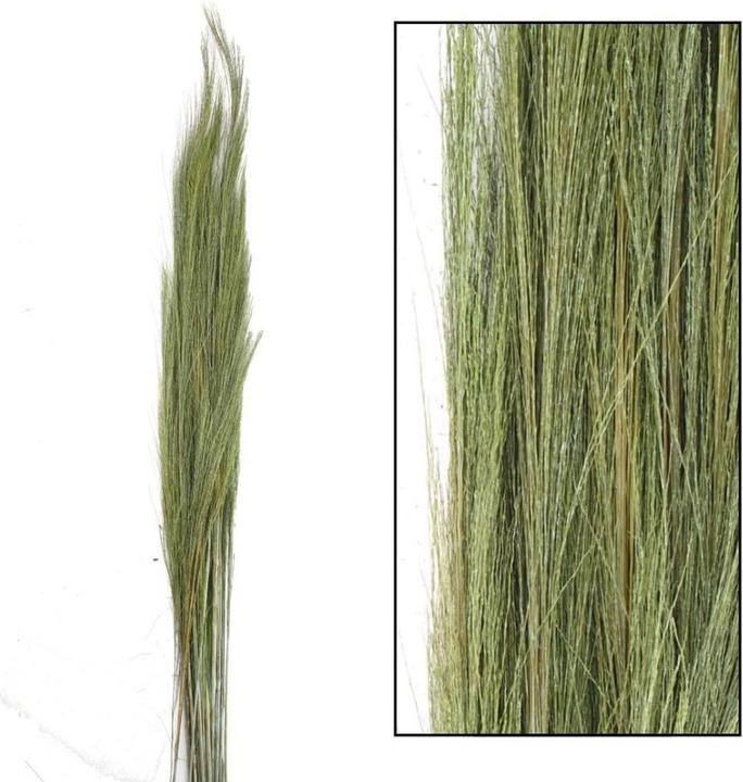 Image du produit Dijk Genêt à balai (Fleurs séchées)