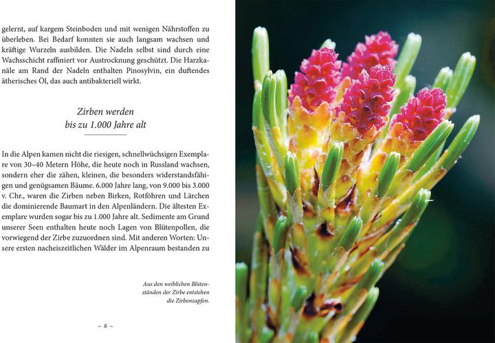 Produktbild Das kleine Buch: Das Geheimnis der Zirbe (Deutsch, Maximilian Moser, 2020)