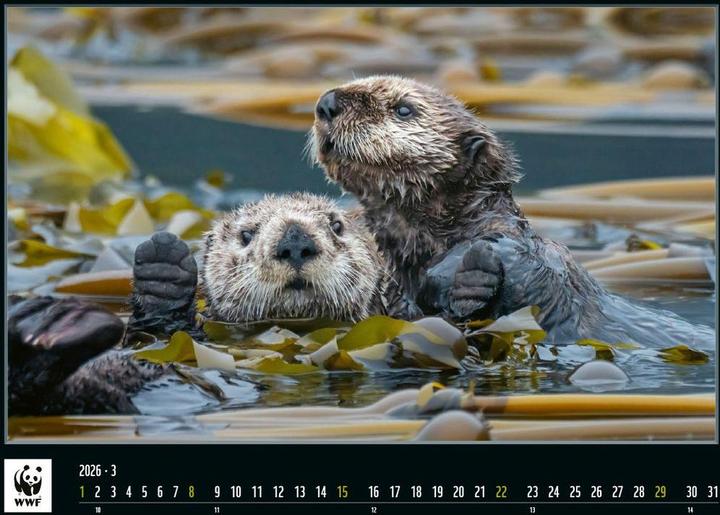 Produktbild WWF 2026 (32 x 48 cm, Deutsch, Französisch, Italienisch, Englisch)