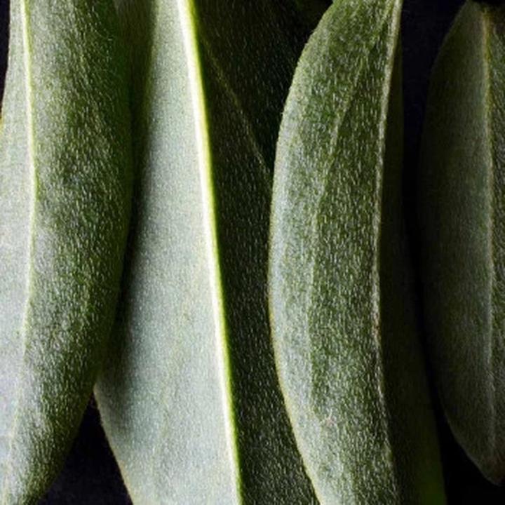 Immagine prodotto Dr. Hauschka Fondotinta 03 castagna 30 ml (03 Castagno)