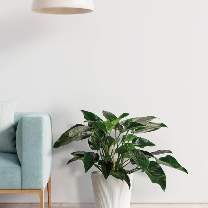 Produktbild Euro3plast Blumentopf Fyre Ø 30 cm weiss Greener, mit Rollen