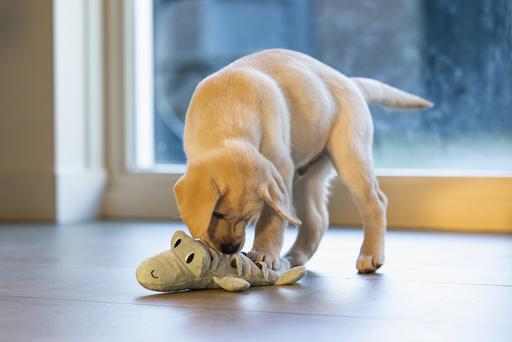 Immagine prodotto Beeztees Giocattolo per cani Puppy Crocodile Jake (Cane di peluche)