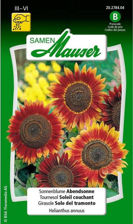 Samen Mauser Tournesol Soleil du soir (Graines de plantes)