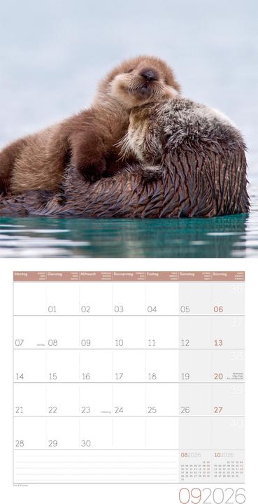 Image du produit Otter Kalender 2026 - 30x30 (30 x 30 cm, Couverture rigide, Allemand, Français, Italien, Anglais)