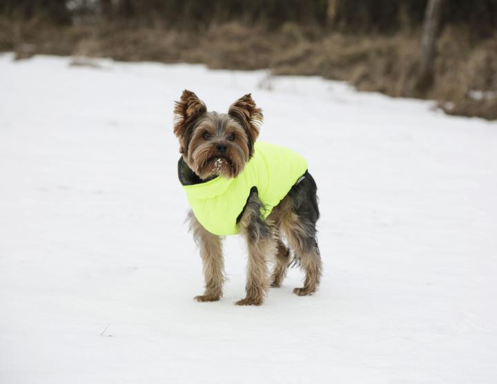 Actual product image Kerbl Charmonix quilted coat, grey/neon yellow, XS 30 cm (XS, Dog coat)