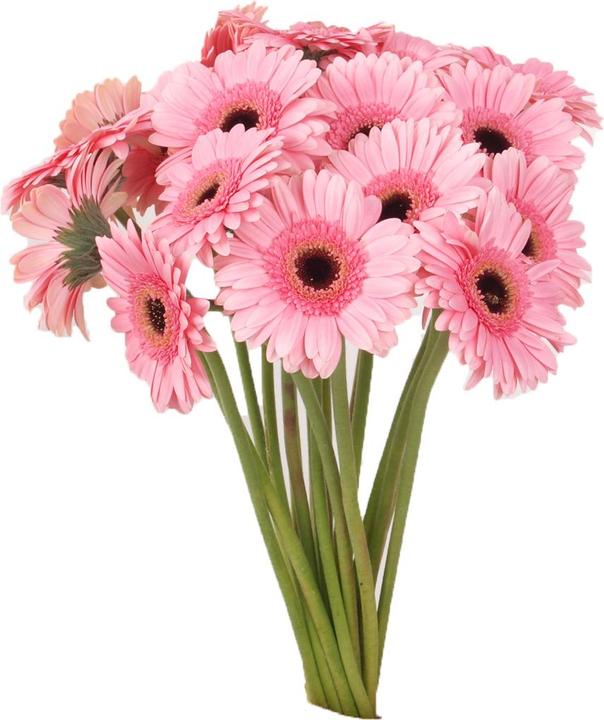 Produktbild Floramall Germini rosa 20 Stiele (Schnittblumen)