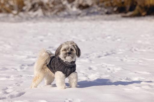 Image du produit Designed by Lotte Pull pour chien Haida (Pull-over pour chien)
