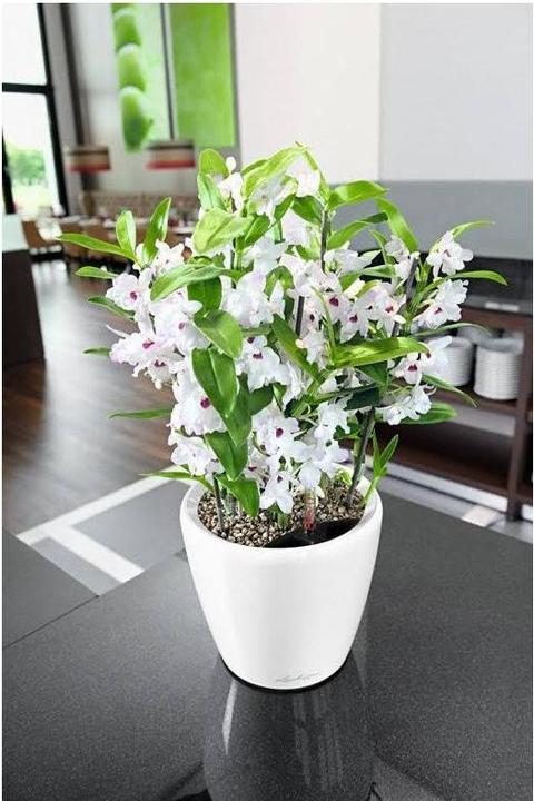 Immagine prodotto Lechuza Classico (28.50 cm)