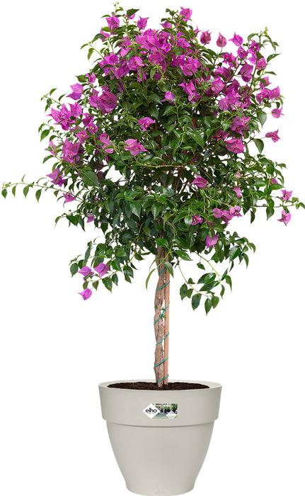 Produktbild Elho Vibia Campana (47 x 40 cm)