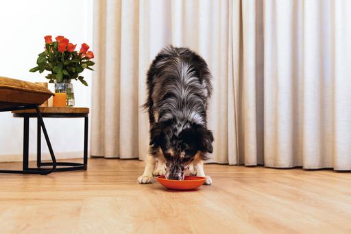 Actual product image Beeztees Leak mat tray