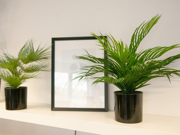 Image du produit Europalms Palmier à fruits d'or (46 cm)