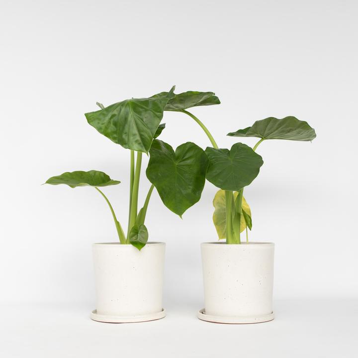 Immagine prodotto Plant in a Box Alocasia macrorrhizos - Set di 2 spighe giganti (60 cm)