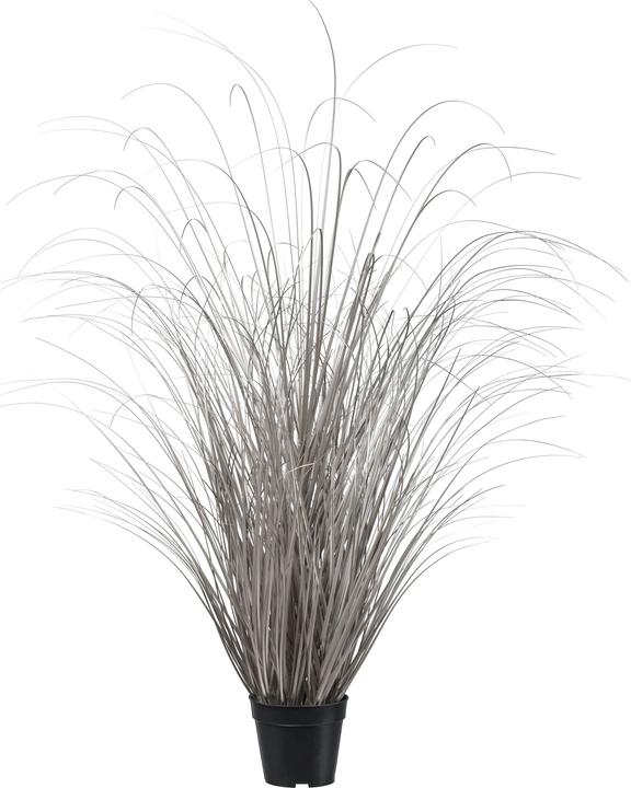 kaiserkraft Gras im Topf (120 cm)