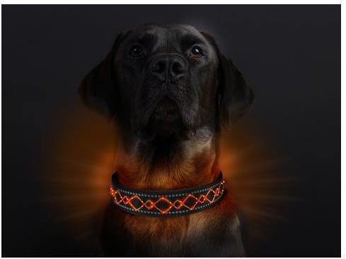 Actual product image Animal Light Luminous dog collar Beauty (M, Dog, General)