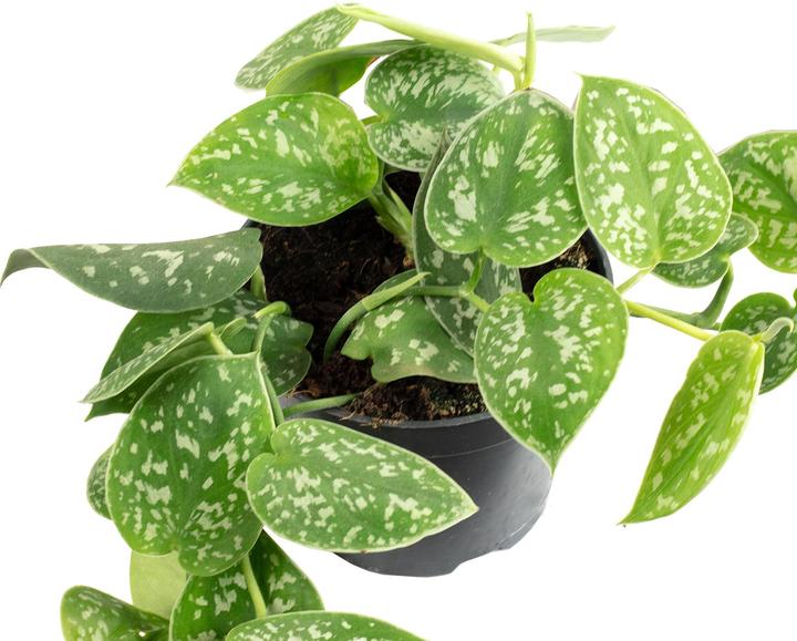 Produktbild Flowerbox Gefleckte Efeutute - Scindapsus pictus 'Argyraeus'