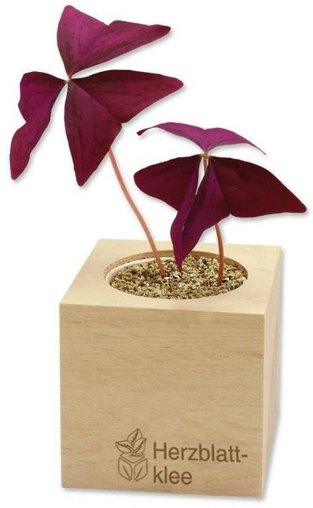 Produktbild Feel Green Herzblattklee (Pflanzensamen)